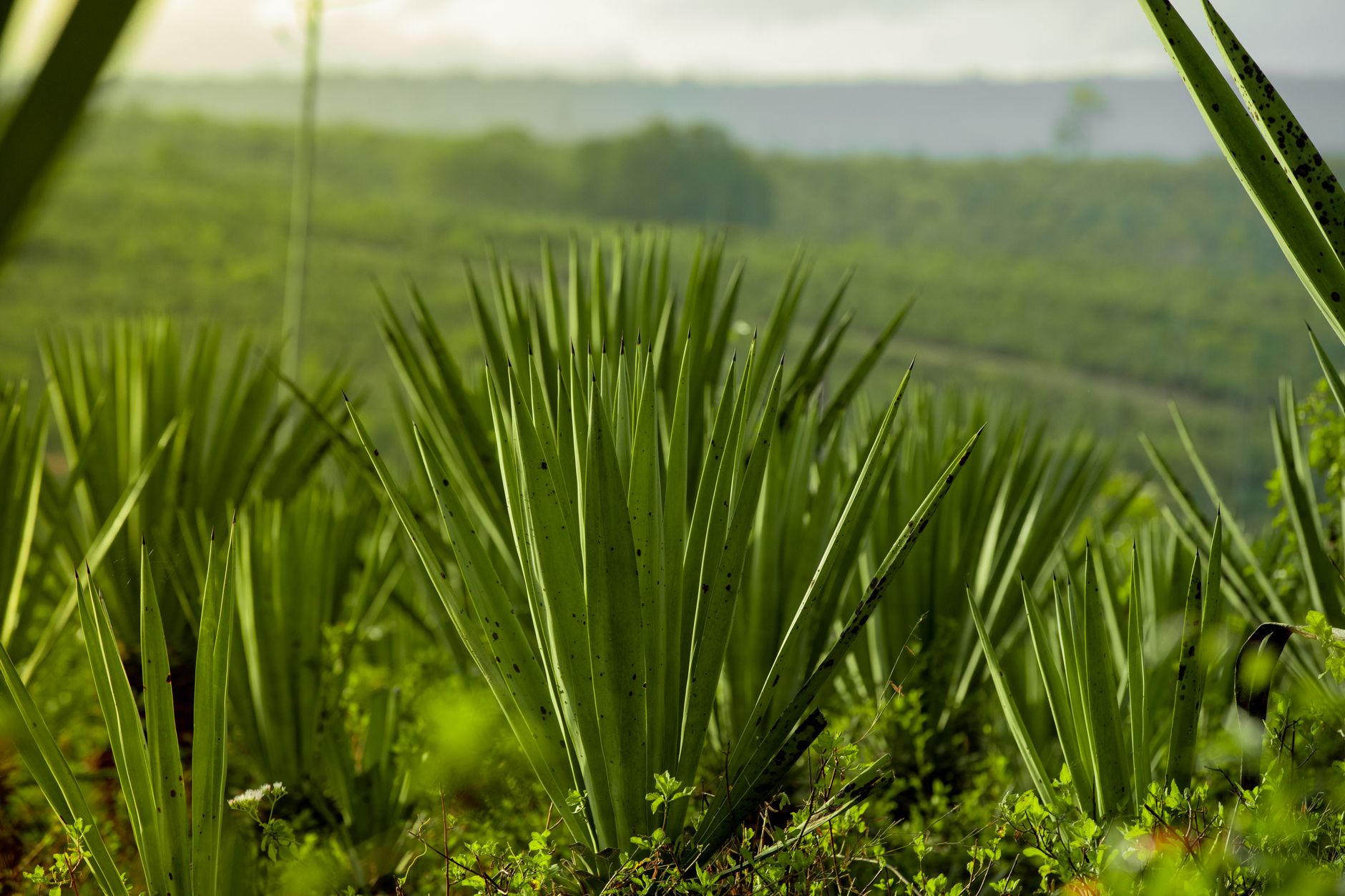 Plantation de sisal à Amboasary-Sud, Anosy