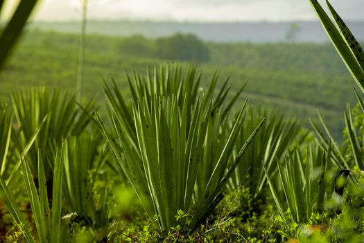 Sisal Plant on Green Field