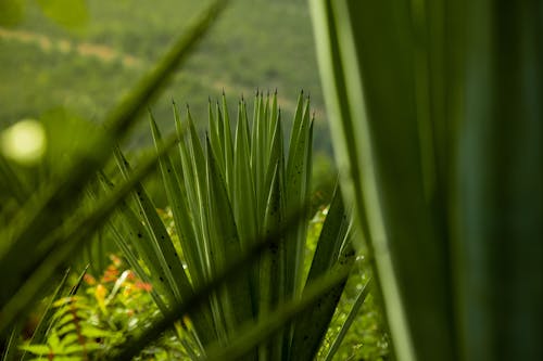 Foto d'estoc gratuïta de afilat, brins, camp verd