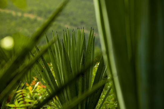 Sisal Plants in Close-up Photography