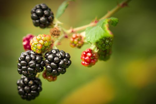 Shallow Focus Photography of Berries
