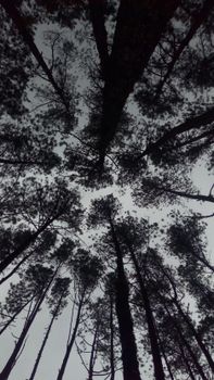 Dramatic silhouette of tall trees reaching towards the sky, captured at twilight.