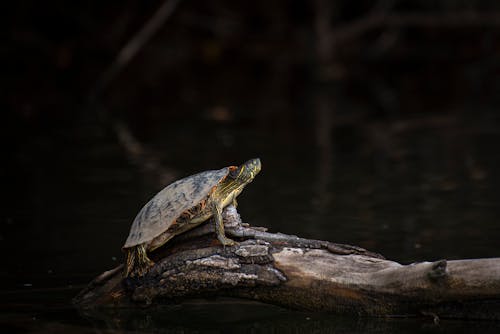 Black and Green Turtle on Brown Log