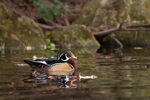 A Wood Duck on the Water 