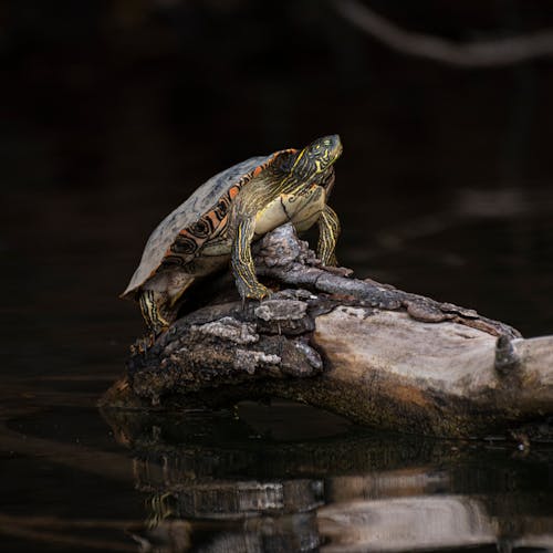 Turtle on a Log 