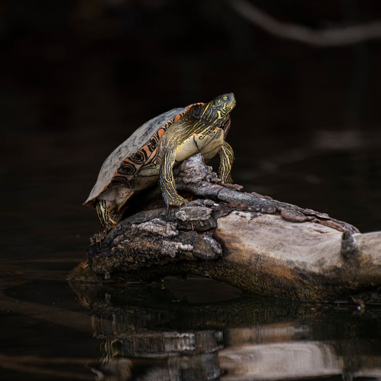 Turtle On A Log 