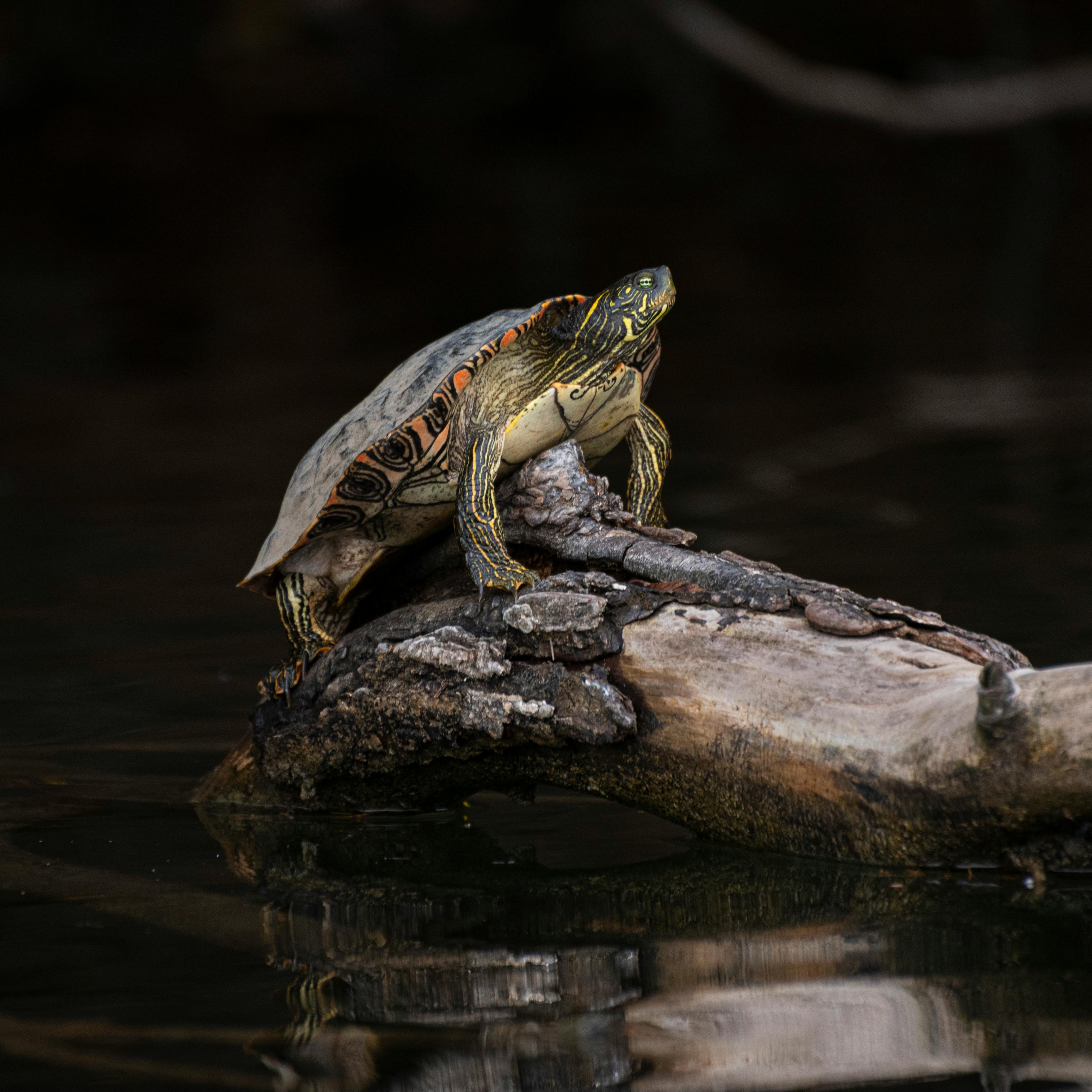 Brown Turtle on Wood Trunk · Free Stock Photo