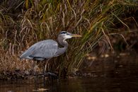 A Great Blue Heron on Marshy Water