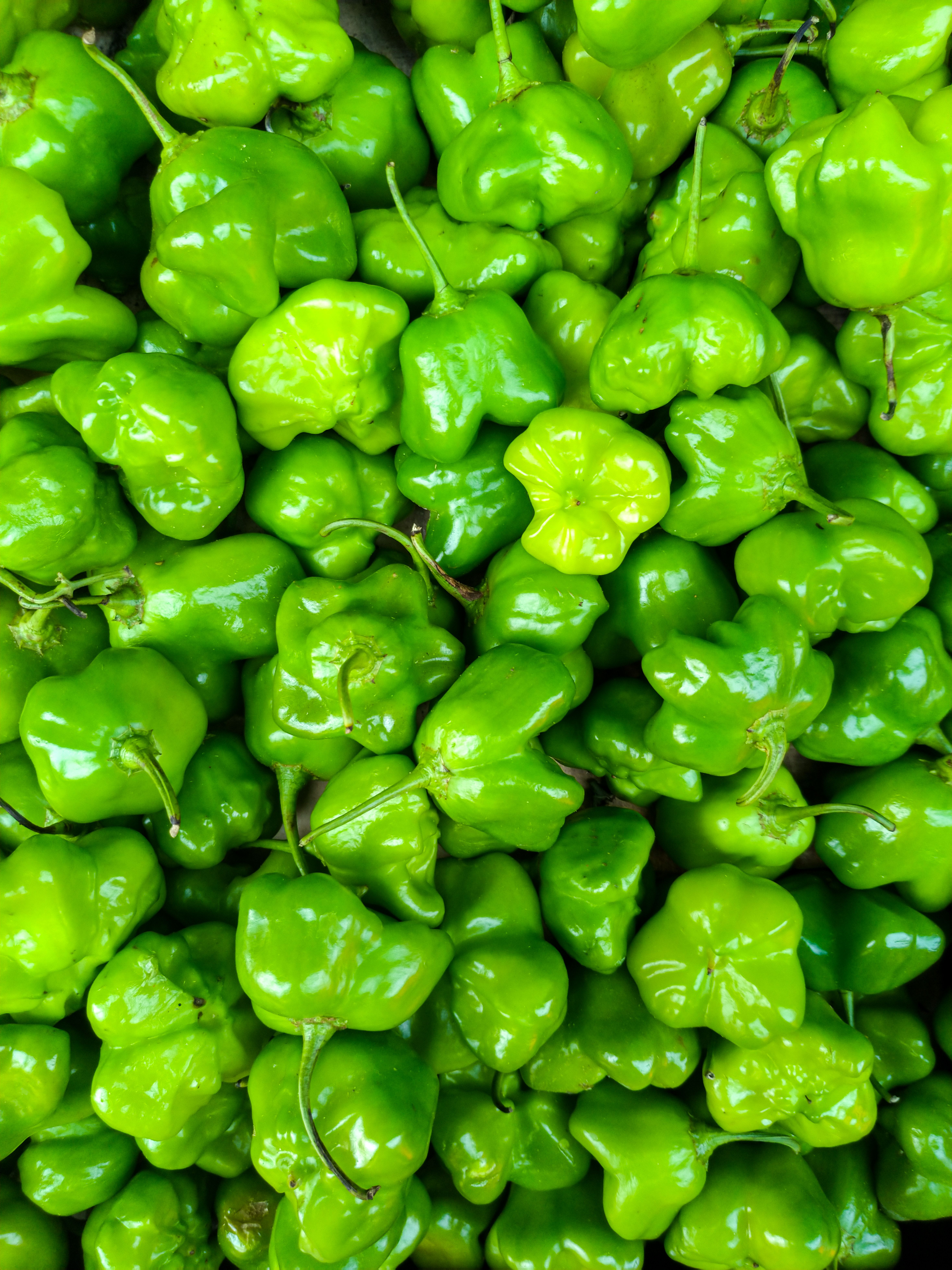 Green Habanero Peppers: Flavor, Heat, and Culinary Uses
