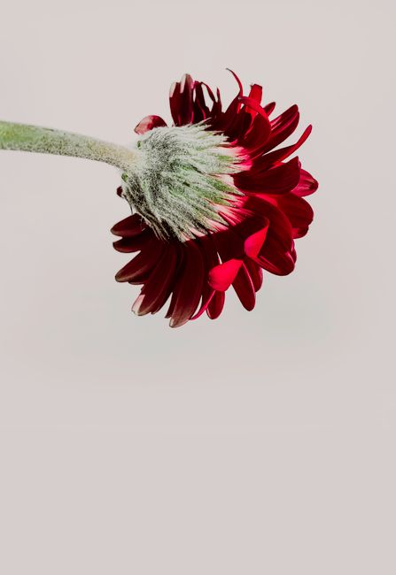 A detailed close-up of a vibrant red gerbera flower against a minimalist plain background.