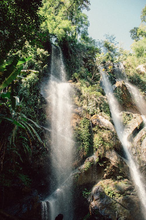 Základová fotografie zdarma na téma džungle pozadí, fotografie přírody, les