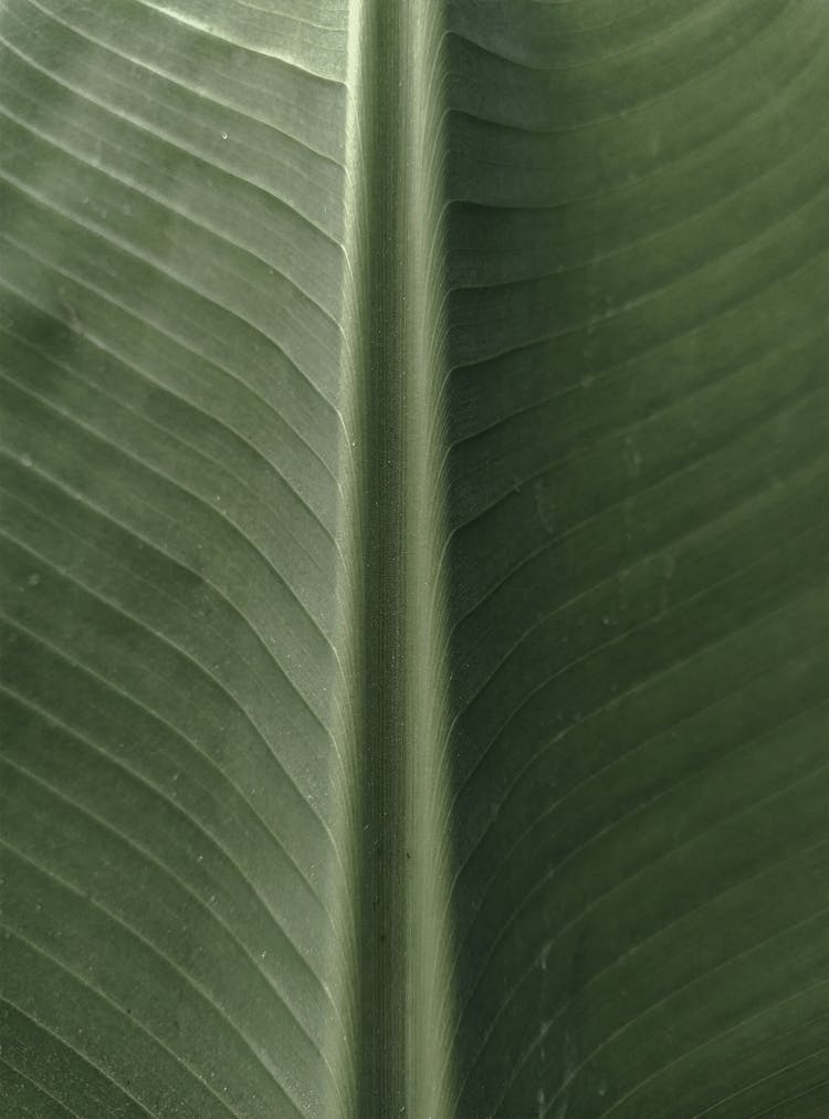 Close Up Of Leaf Surface