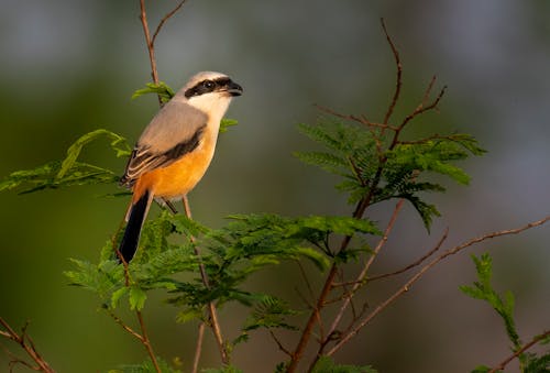 Foto stok gratis burung, cabang, ilmu burung