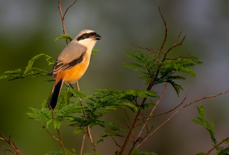 Warbler Perching On Branch