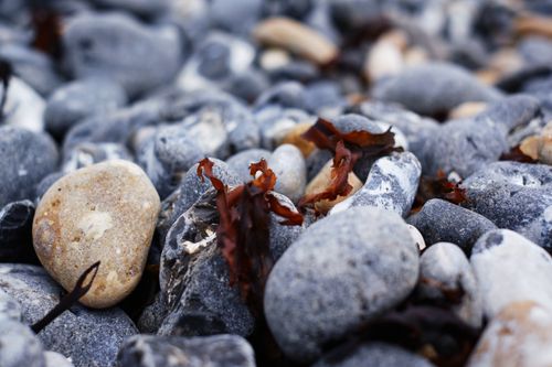 Free stock photo of pebble beach, pebbles, seaweed Stock Photo