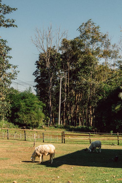 Sheep Eating on Grass Field 