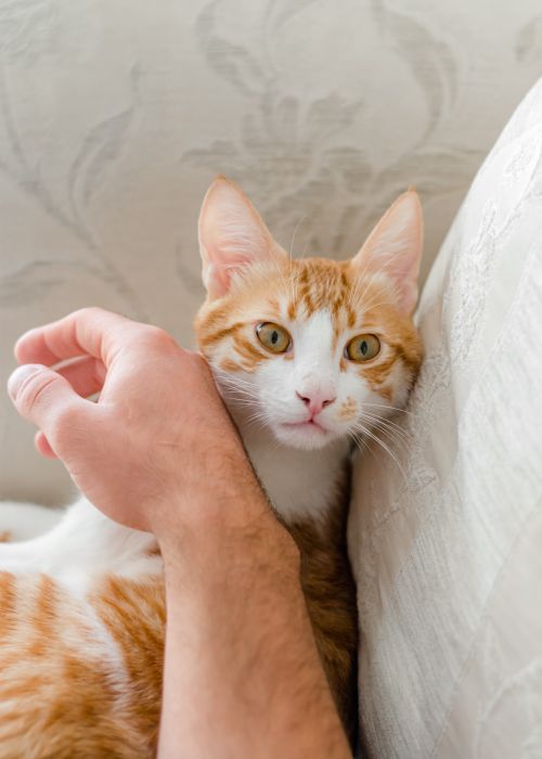 Free A ginger tabby cat being gently held by a human hand, creating a warm and cozy atmosphere. Stock Photo
