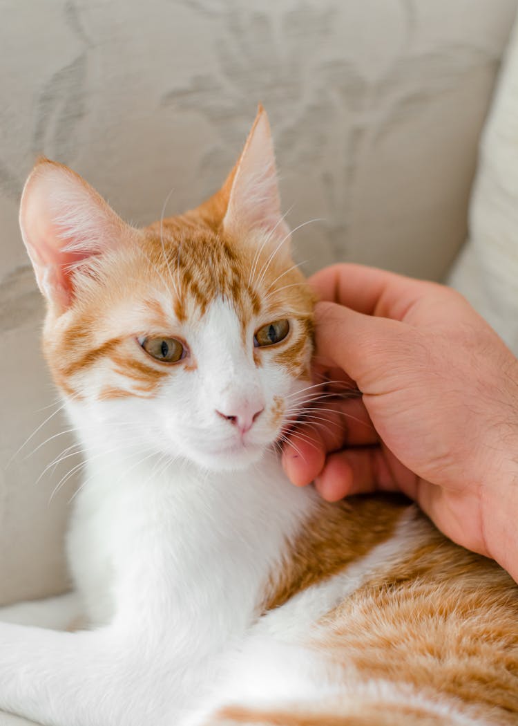 Hand Stroking A Cat