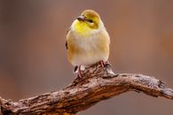Free stock photo of american, american gold finch, american goldfinch