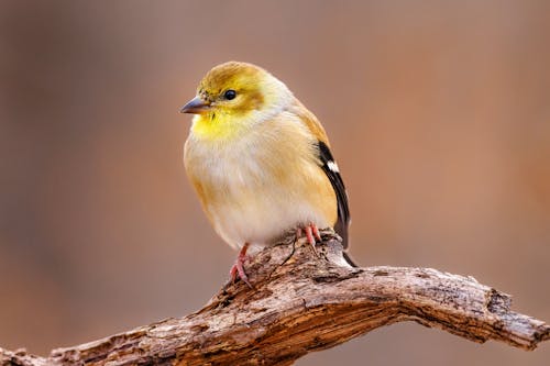 Free American Goldfinch Bird on Brown Tree Branch Stock Photo