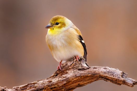 American Goldfinch Bird on Brown Tree Branch
