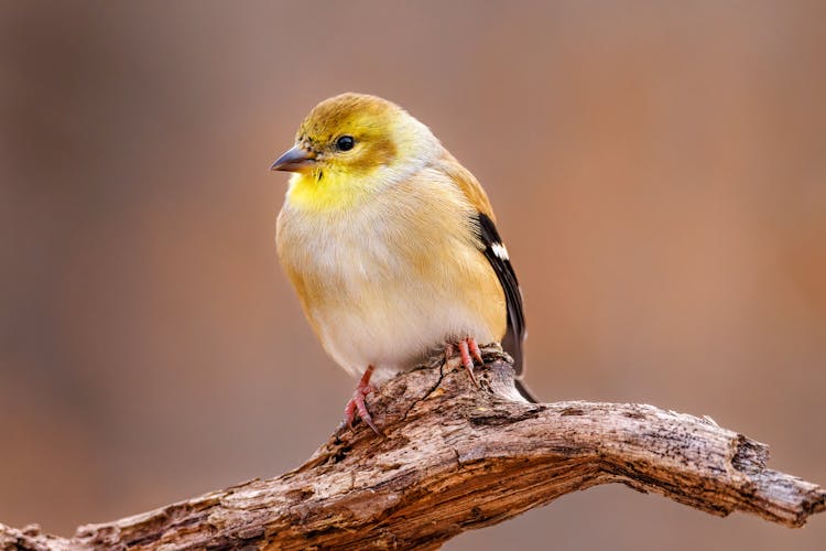 American Goldfinch Bird On Brown Tree Branch