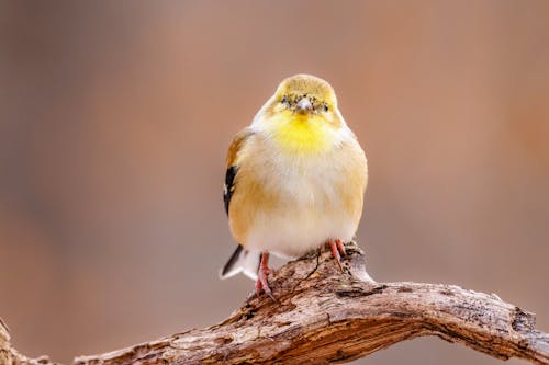 White Yellow and Black Bird on Brown Tree Branch