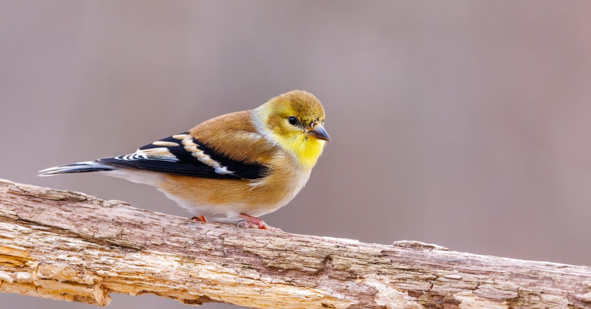 A vibrant American Goldfinch perched gracefully on a tree branch, showcasing its striking plumage.