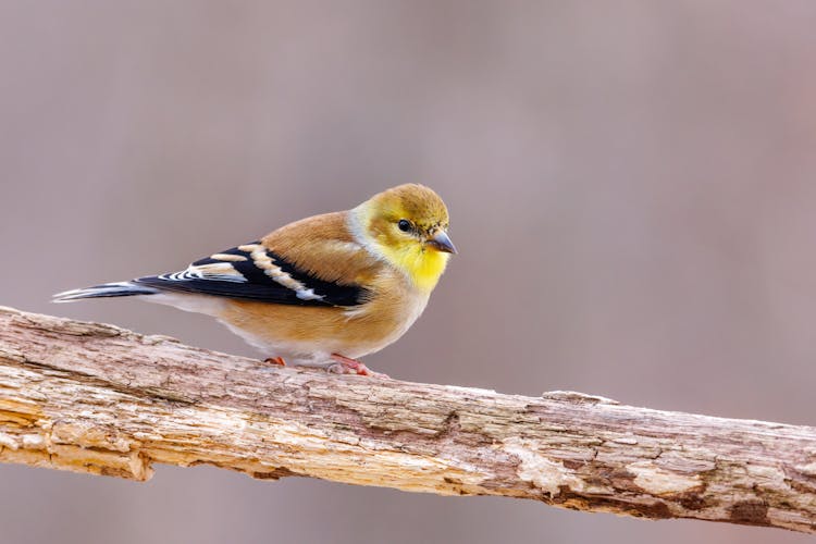 American Goldfinch Bird In Close-up Shot 