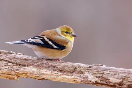 Free stock photo of american, american gold finch, american goldfinch