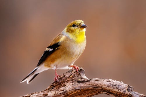 Yellow and Black Bird on Brown Tree Branch