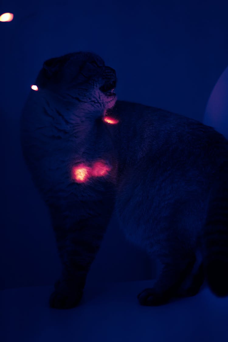 Cat In A Dark With Light Spots On A Fur 