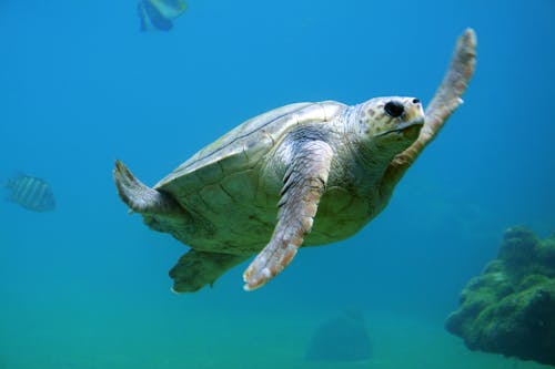 Schildkröte, Die Unter Wasser Schwimmt