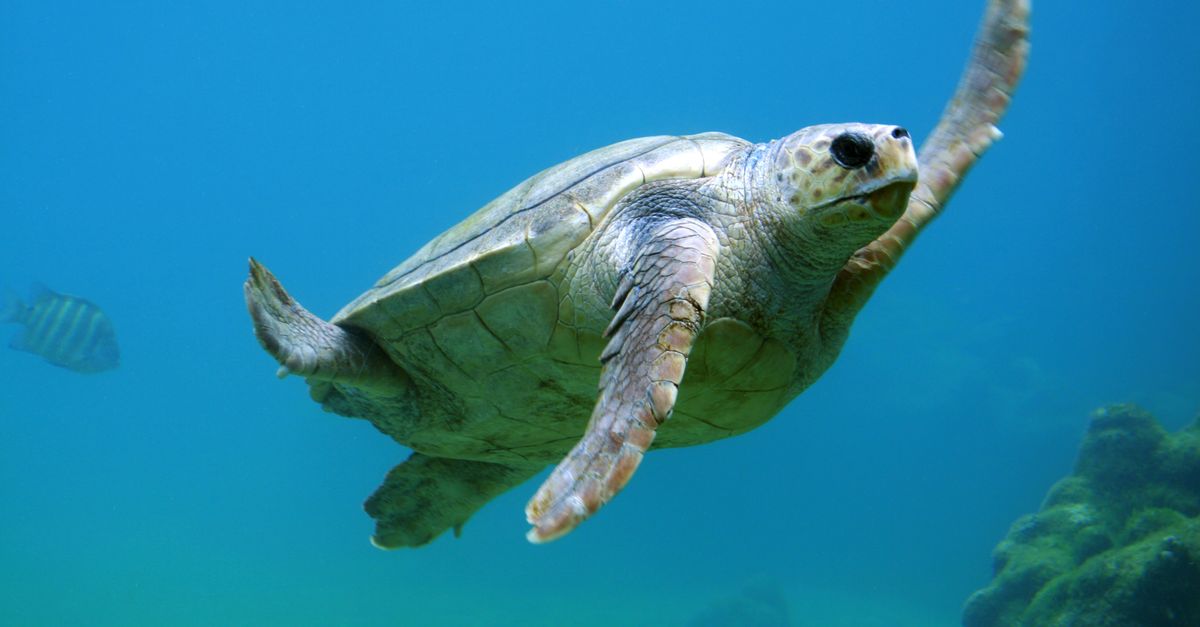 ¿Dónde ver tortugas marinas durante las arribadas en El Salvador? ¿Dónde ver tortugas marinas durante las arribadas en El Salvador?