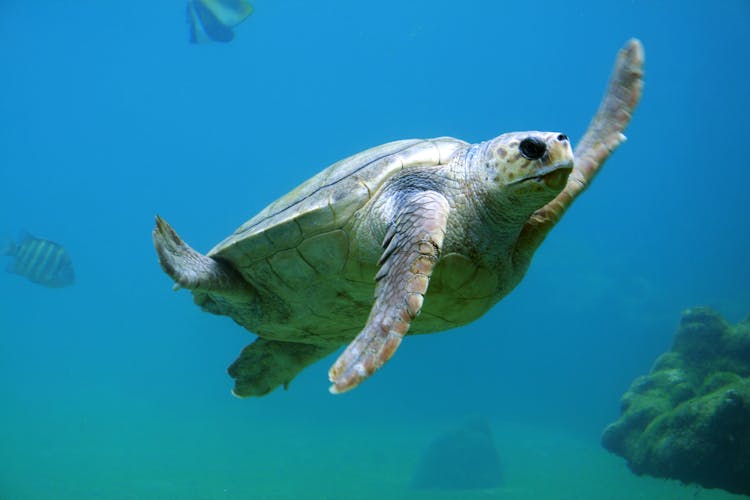 Turtle Swimming Underwater