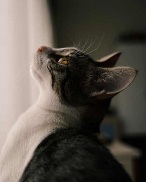 Free A contemplative domestic cat gazes through a sunlit window indoors. Perfect for pet lovers. Stock Photo