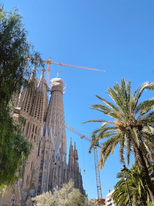 คลังภาพถ่ายฟรี ของ sagrada familia, จุดสังเกต, ต้นปาล์ม