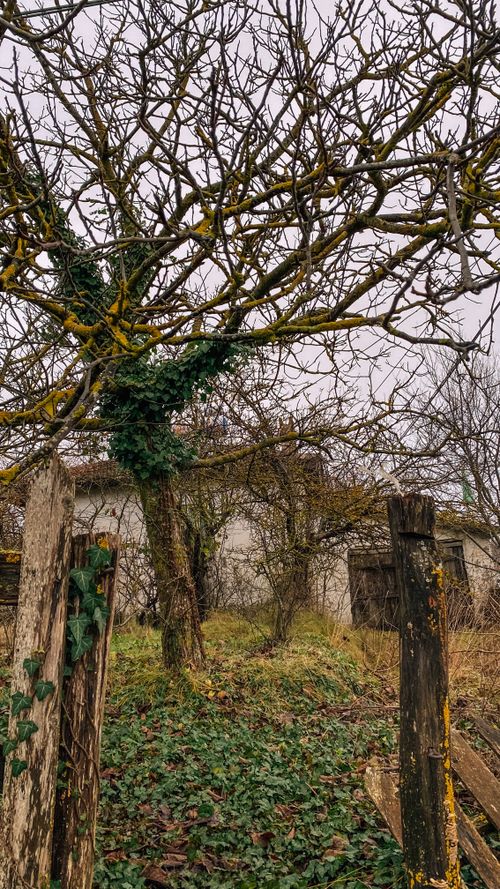 Free Explore an abandoned cottage surrounded by barren autumn trees and lush greenery. Stock Photo