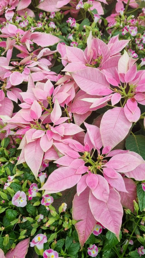 Free A vibrant close-up of pink poinsettia flowers in full bloom surrounded by small blossoms. Stock Photo