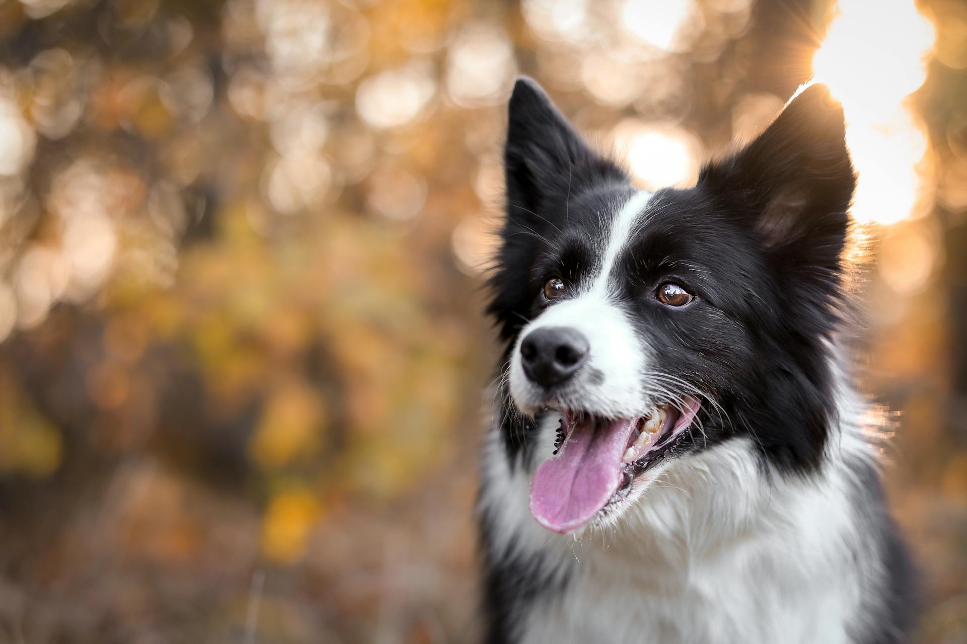 Close-Up Shot of a Border Collie