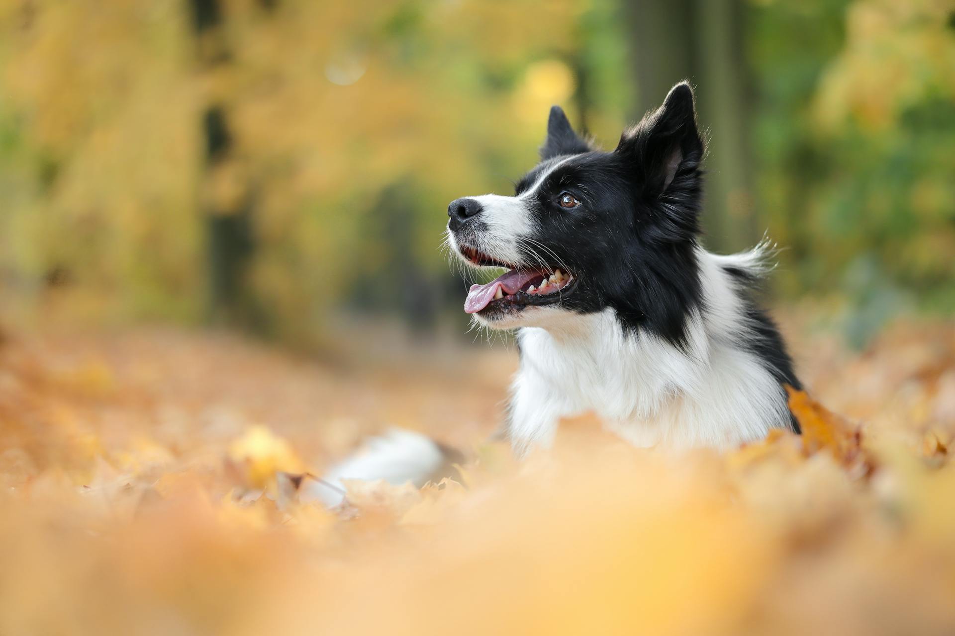 Close-Up Photo of Border Collie Dog