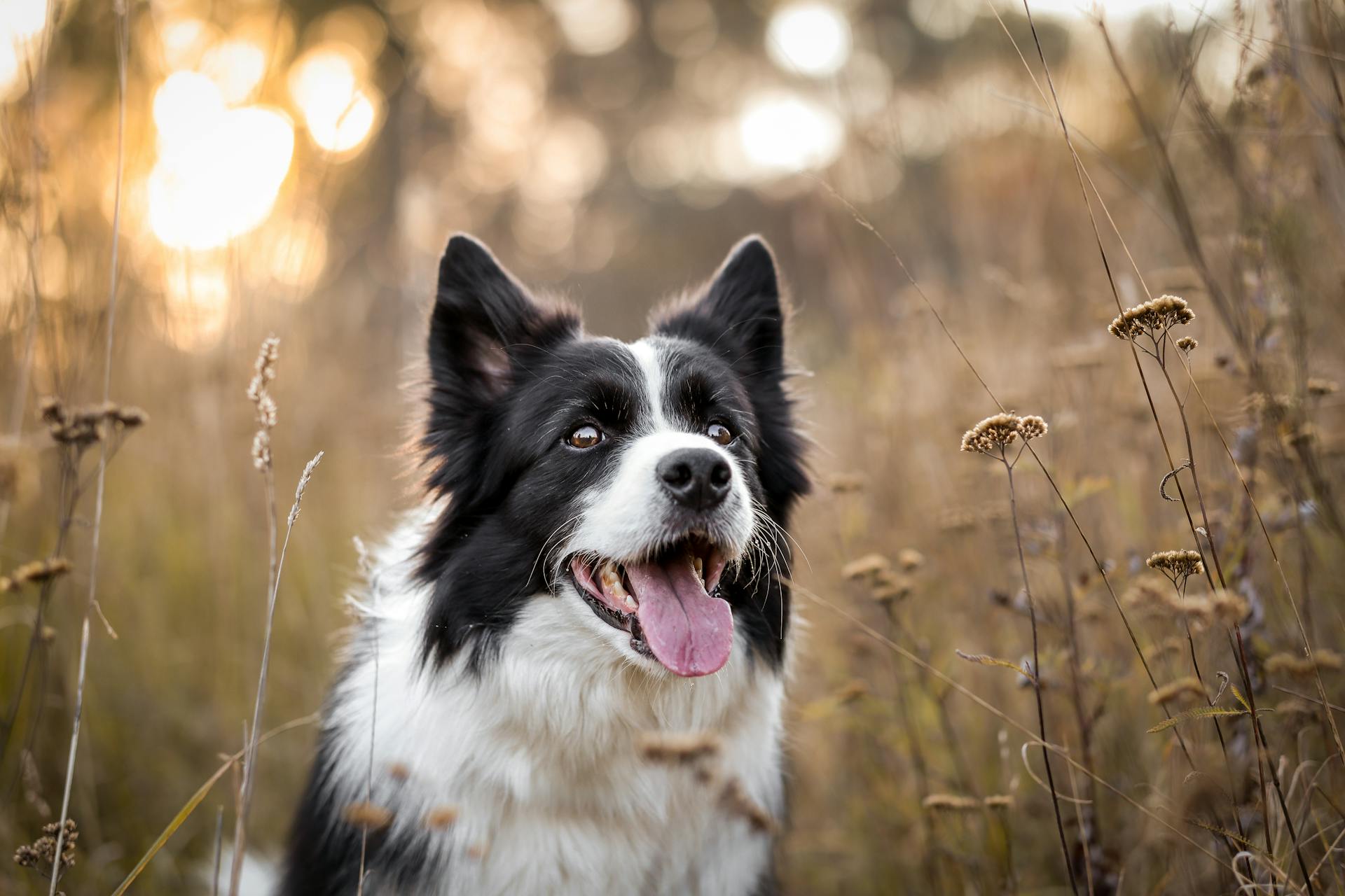 Border Collie with its Tongue Out