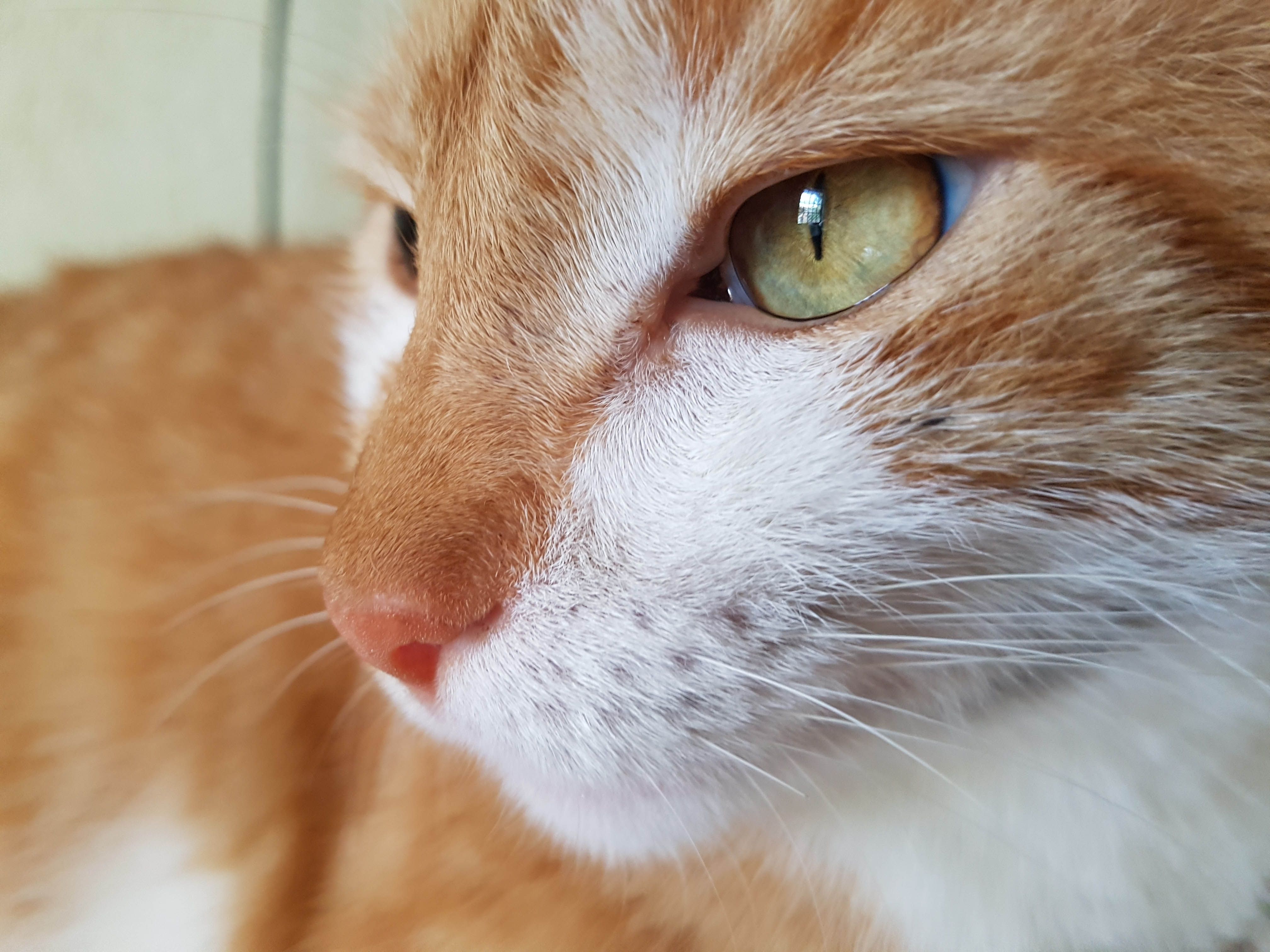 950 Koleksi Gambar Binatang Lucu Imut HD