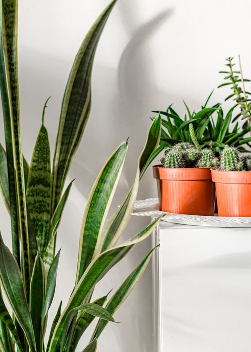 Free Close-up of various green succulents in pots on a white surface, with natural light. Stock Photo