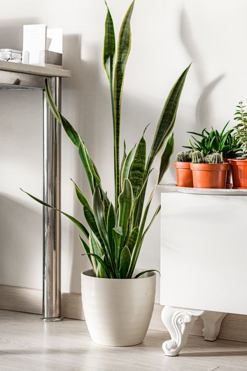 Snake plant and cacti styled on a shelf — photo by Nadiye Odabasi on Pexels