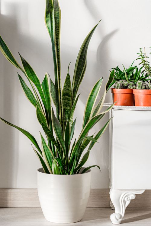 Free Elegant indoor snake plant in a white ceramic pot beside decorative furniture. Stock Photo