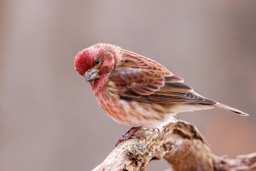 Close Up Photo of Bird Perched on Tree Branch