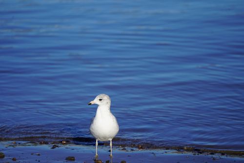 Free A seagull stands serenely at the water's edge, set against a vibrant blue ocean backdrop. Stock Photo