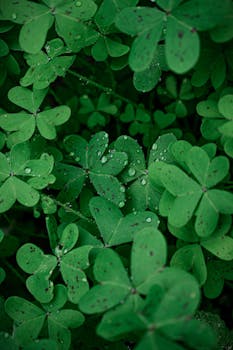 Elegant close-up of green clover leaves with dewdrops, showcasing nature's beauty.
