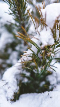 Close-up of snow-dusted pine branches in a serene Belarus winter landscape.
